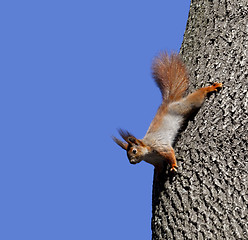 Image showing Red squirrels on tree