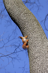 Image showing Red squirrels on tree in forest