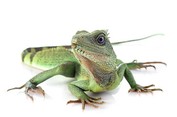 Image showing Chinese water dragon