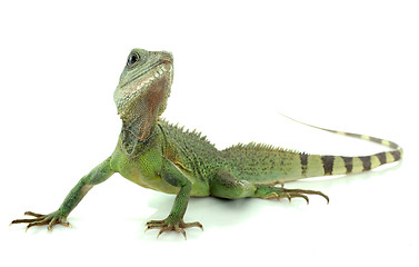 Image showing Chinese water dragon