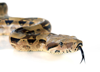 Image showing Boa constrictor