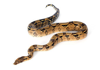 Image showing Boa constrictor