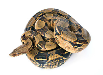 Image showing Boa constrictor