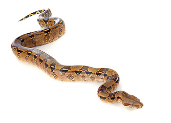 Image showing Boa constrictor