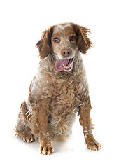 Image showing brittany spaniel