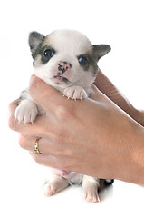 Image showing puppy chihuahua