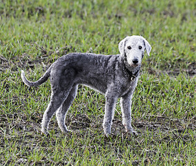 Image showing Bedlington terrier standing in a field