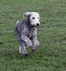 Image showing bedlington terrier running