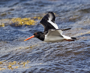 Image showing Oystercatcher in flight