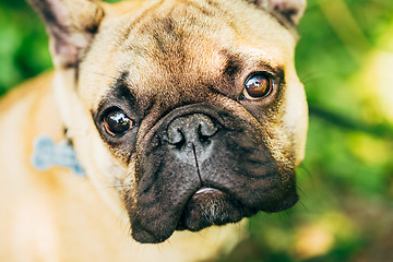 Image showing Dog French Bulldog