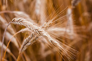 Image showing Golden Barley Ears