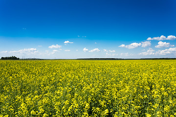 Image showing Green field under blue sky