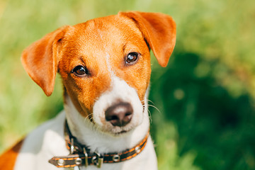 Image showing Dog jack russel terrier