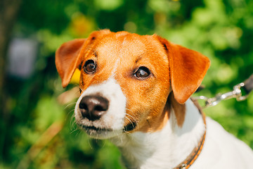 Image showing Dog jack russel terrier