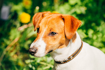 Image showing Dog jack russel terrier