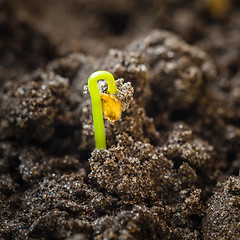 Image showing Green sprout growing from seed