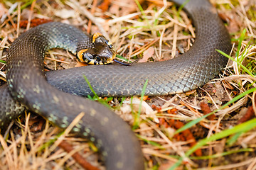 Image showing Grass-snake, adder in early spring