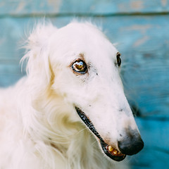 Image showing Dog Russian Borzoi Wolfhound