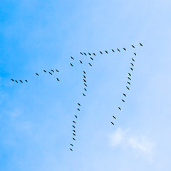 Image showing Flock of Geese