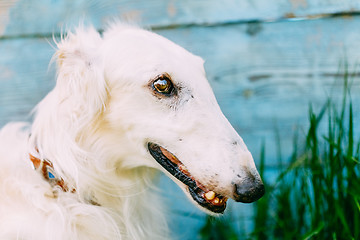 Image showing Dog Russian Borzoi Wolfhound