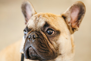 Image showing Dog French Bulldog