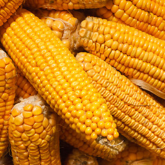 Image showing Fresh Corn