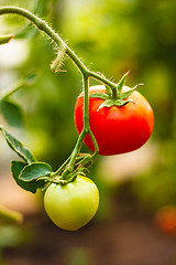 Image showing Fresh Red And Green Tomatoes