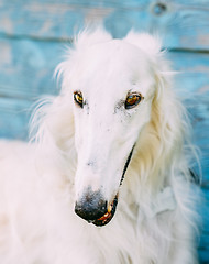 Image showing Dog Russian Borzoi Wolfhound