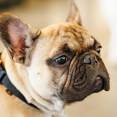 Image showing Dog French Bulldog