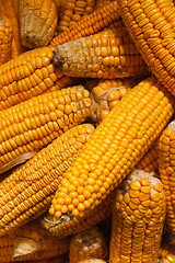 Image showing Fresh Corn