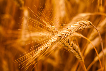 Image showing Golden Barley Ears