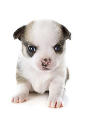 Image showing puppy chihuahua