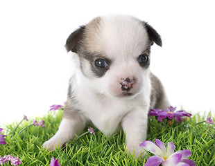 Image showing puppy chihuahua