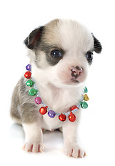 Image showing puppy chihuahua