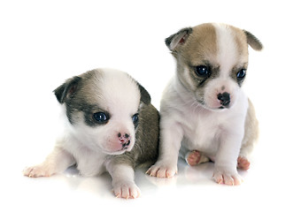 Image showing puppies chihuahua