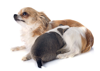 Image showing puppy and adult chihuahua