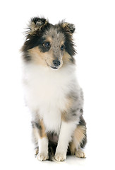 Image showing shetland puppy