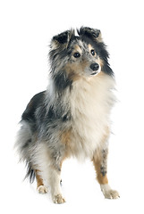 Image showing shetland dog