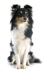 Image showing shetland dog