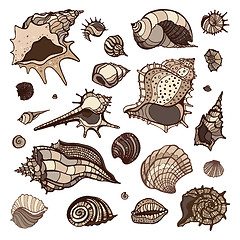 Image showing Sea shells set.