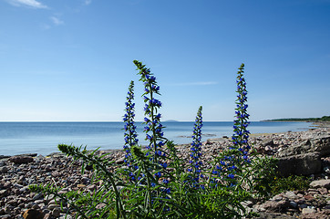 Image showing Blue flowers at a calm bay by a stony coastline