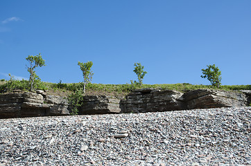 Image showing Trees at the frontline of cliffs by a coast with pebbles