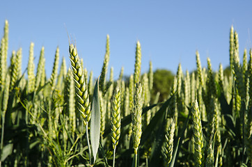 Image showing Wheat field closeup