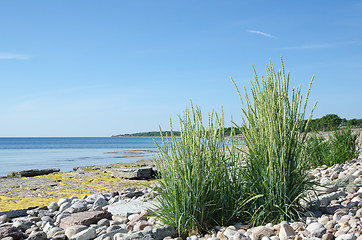 Image showing Green grass at a stony and flat rock coast