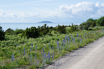 Image showing Roadside view at blue flowers by the coast