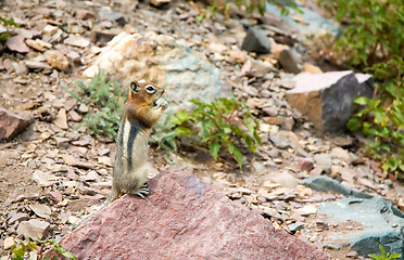 Image showing Yawning Chipmunk