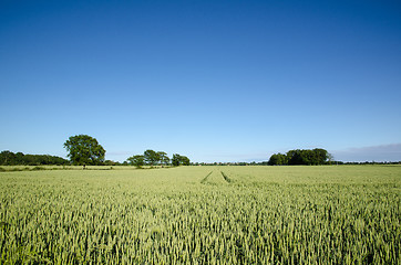 Image showing Wheat field at blue sky