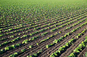 Image showing Field of growing brown beans plants