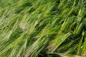 Image showing Background of a fresh and green sunlit barley field