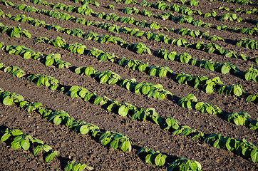 Image showing Rows of growing brown beans plants